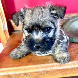 Cairn Terrier Puppies from Quiet Waters