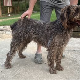 Mack - Wirehaired Pointing Griffon