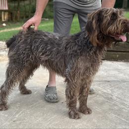 Mack - Wirehaired Pointing Griffon