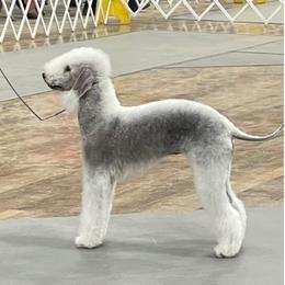 Bedlington Terrier puppies from Dreamcatcher Bedlingtons