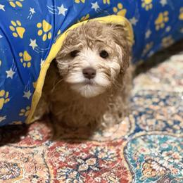 Mr. Bean - Caramel male Australian Labradoodle puppy in Coeur D'alene, Idaho from Lake City Labradoodles