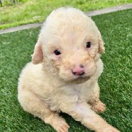 Boy 4 - Yellow and white male Bernedoodle puppy in Captain Cook, Hawaii from Big Island Goldendoodles