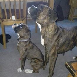 Boxers from Betty's Breezy Hill Kennels