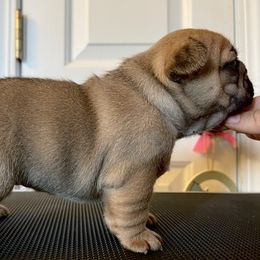 French Bulldog Puppies from Von Bales French Bulldogs