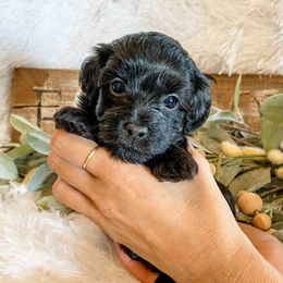 Cavapoo and Havapoo Puppies from Perfectly Playful Doodles