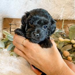 Cavapoo and Havapoo Puppies from Perfectly Playful Doodles
