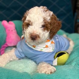 Elvis - Parti male Goldendoodle puppy in Miami, Florida from Magdoodles