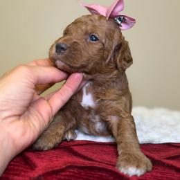 Scarlet - Red  female Goldendoodle puppy in Woodburn, Indiana from Lengachers Cuddly Doods