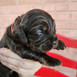 AKC Woodstock - Sable male Cocker Spaniel puppy in New Market, Tennessee from Down in the Holler