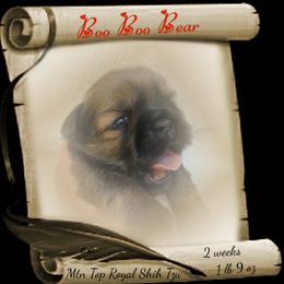 Shih Tzu Puppies from Mtn Top Royal Shih Tzu