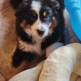 Boy 1 - Black Miniature American Shepherd puppy in Sheridan, California from Moon Phase Kennel