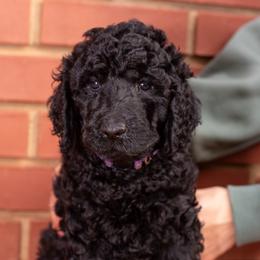 Purple - Black male Poodle puppy in Palmetto, Georgia from Renders Poodles