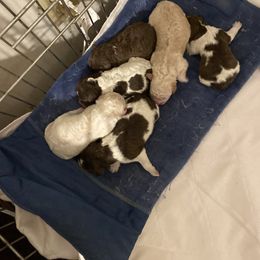 Lagotto Romagnolo and Yorkshire Terrier Puppies from Sherlyn Kennels