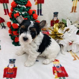 AKC - Piper 3500 - Black tan and white female Biewer Terrier puppy in Douglas, Georgia from Heartland small breeds