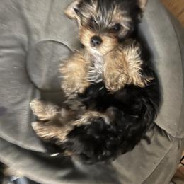 Yorkshire Terrier Puppies from Little Yorkes of Boston
