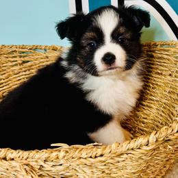 Blk Tri boy - Black tri male Toy Australian Shepherd puppy in Oklahoma City, Oklahoma from Faith River Aussies