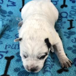 L64-05 - Blue male Australian Cattle Dog puppy in Sheridan, Oregon from 6pk Cattledogs