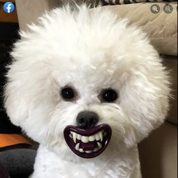 Bichon Frise All Grown Up from Phantom Bichons