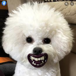 Bichon Frise All Grown Up from Phantom Bichons