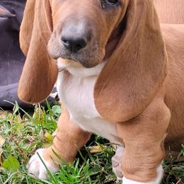 Mindy - Brown and white female Basset Hound puppy in Imler, Pennsylvania from Happy Hounds