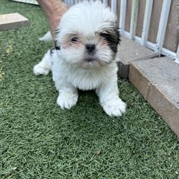 Darla - Red and white female Shih Tzu puppy in Spring, Texas from Precious Tzu Crew
