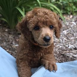 Emma - Red  female Poodle puppy in Fort Salonga, New York from Blues Performance Poodles