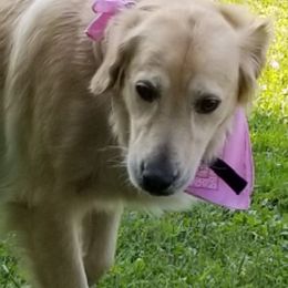 Golden Retrievers from Engler Goldens