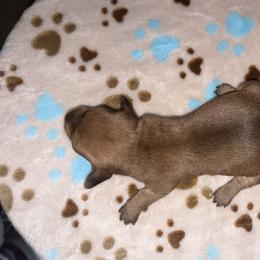 CKC Red sable girl 2 (buyer will name) - Sable female Dachshund puppy in Canyon Lake, Texas from M&Ms Dachshunds of Central Texas