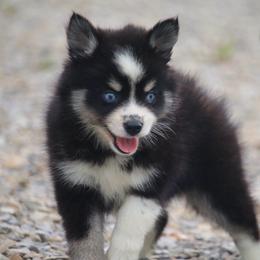 Happiny - Black and white female Pomsky puppy in Junction City, Ohio from JC Pups
