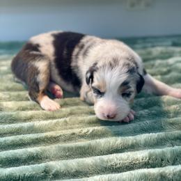 Orchid - Blue merle female Australian Shepherd puppy in Salinas, California from AA Aussies