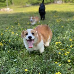 Border Collie and Pembroke Welsh Corgi Puppies from Whisenhunt Farms