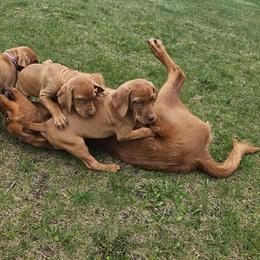 Vizsla Puppies from Driftless Vizslas