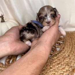 Aussiedoodle, Bordoodle, Goldendoodle, Irish Doodle, Labradoodle, and Poodle Puppies from Sugar Camp Canine - Maxwell