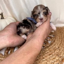 Aussiedoodle, Bordoodle, Goldendoodle, Irish Doodle, Labradoodle, and Poodle Puppies from Sugar Camp Canine - Maxwell