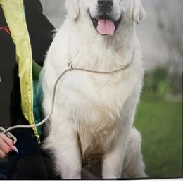 Brutus - Golden Retriever