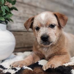 Oak - Red mottled female Australian Cattle Dog puppy in Chillicothe, Missouri from TLC Cattle dogs