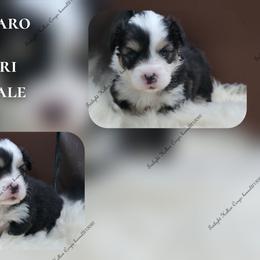 Fiaro - Black and tan male Pembroke Welsh Corgi puppy in Charleroi, Pennsylvania from Twilight Hollow Corgis