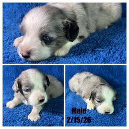 Boy 3 - Blue merle male Miniature Australian Shepherd puppy in Hokes Bluff, Alabama from Alegria Toy Aussies