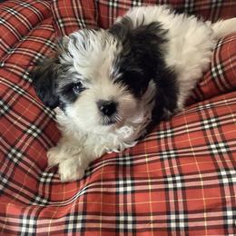 Boy Blue - Black and white male Shorkie puppy in Madisonville, Tennessee from Heavenly Yorkies in Southeast Tennessee