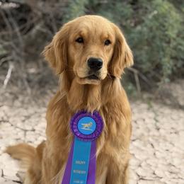 Happy - Golden Retriever