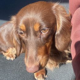 Coco - Dachshund