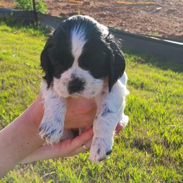 Cocker Spaniel All Grown Up from Van gass Puppies