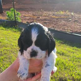 Cocker Spaniel All Grown Up from Van gass Puppies