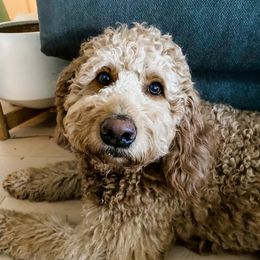 Ginger - Goldendoodle