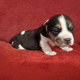 Bonnie Jo - Black tan and white female Beagle puppy in Gentry, Arkansas from HC Puppy Ranch