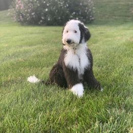 Bernedoodle, Bernese Mountain Dog, Old English Sheepdog, Poodle, and Sheepadoodle Puppies from VonDoodles Bernedoodles & Sheepadoodles