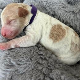 Girl 5 - Yellow and white female Bernedoodle puppy in Pottstown, Pennsylvania from Willow-Be Doodles