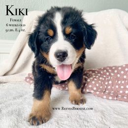 Girl 4 - Black rust and white Bernese Mountain Dog puppy in Lehi, Utah from Reeves Bernese