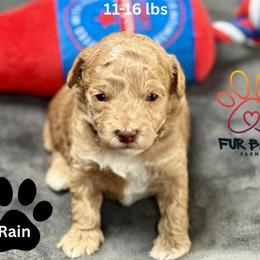Rain - Apricot male Goldendoodle puppy in Michigan from Fur Baby Farms