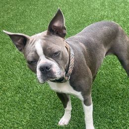Daisy - Boston Terrier